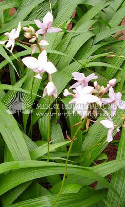 Spathoglottis plicata 'Pink'